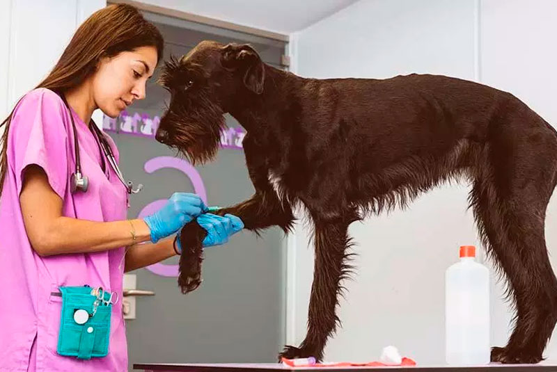 Veterinaria realizado prueba de laboratorio a un perro