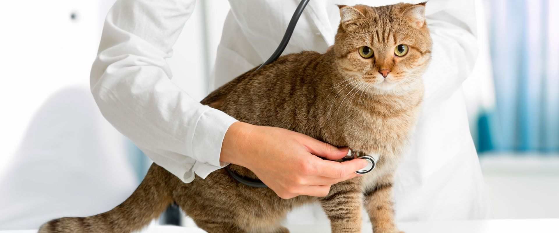 gato en el veterinario