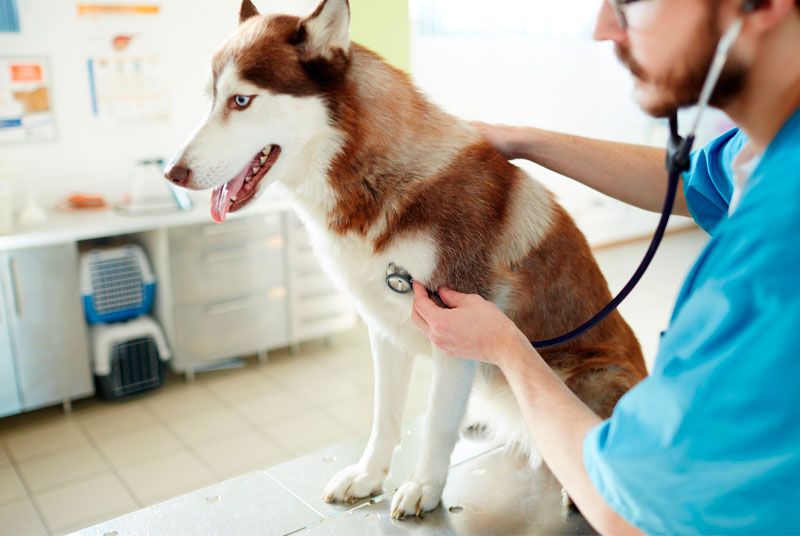 Veterinario en Valencia