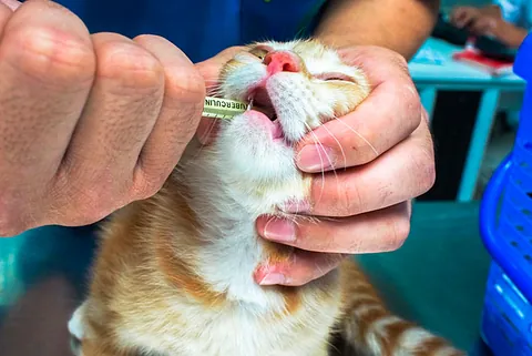 Servicios veterinarios en Valencia